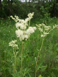 Meadowsweet мед растение и pyltsenos