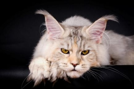 Szerető óriás - Maine Coon, szép és jó, vörös macska