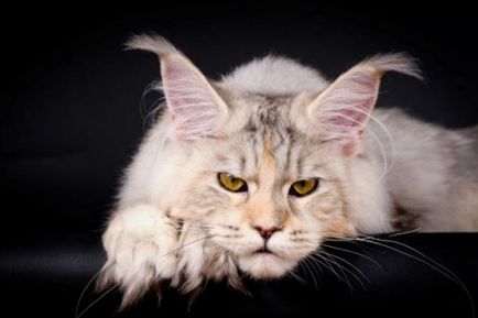 Afumătoare gigant - Maine Coon, frumos și bun, pisica rosie