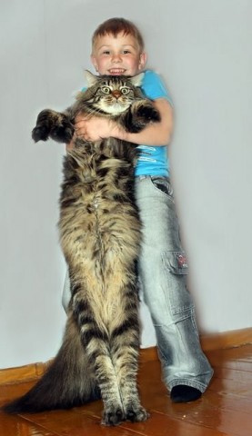 Afumătoare gigant - Maine Coon, frumos și bun, pisica rosie