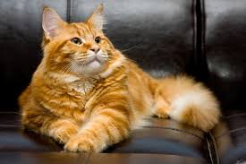 Szerető óriás - Maine Coon, szép és jó, vörös macska