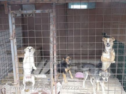 Lipetsk! Adăpost de adăpost pentru câini de la mina