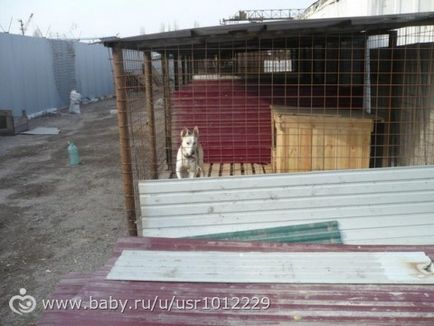 Lipetsk! Adăpost de adăpost pentru câini de la mina