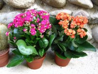 Litopsy - pietre vii, flori în casă (gospodărie)