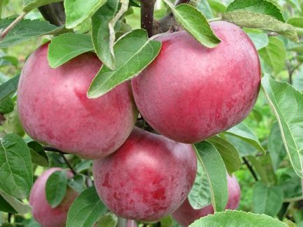 Кращі 10 сортів яблунь для середньої смуги