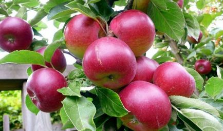 Top 10 almafajta a középső sáv