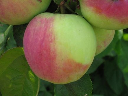 Top 10 almafajta a középső sáv