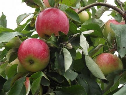 Кращі 10 сортів яблунь для середньої смуги