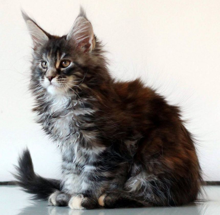 Maine Coon fotografie, video, despre rasa, natura, ingrijire si sanatate