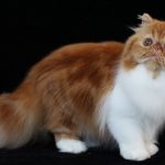 Maine Coon fotografie, video, despre rasa, natura, ingrijire si sanatate