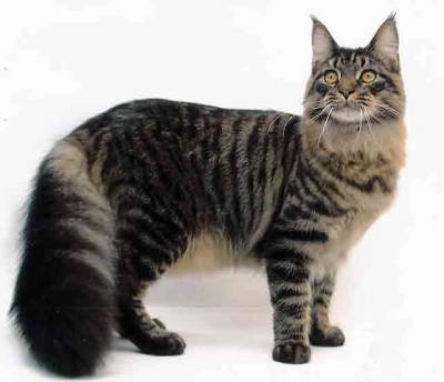 Maine Coon hatalmas Maine