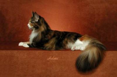 Maine Coon hatalmas Maine