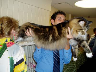 Maine Coon gigantul din Maine