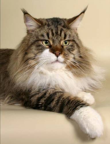 Maine Coon hatalmas Maine