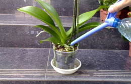 Mini îngrijire Orhidee