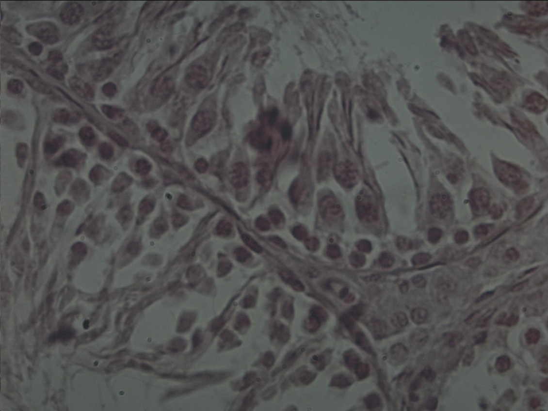 Mitosis - stadopedia