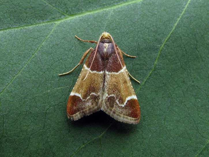 Moth moly fajok, élőhelyek, kárt okoznak, leírás, ellenőrzési módszerek és a megelőzés,