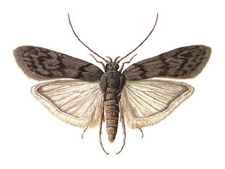 Moth moly fajok, élőhelyek, kárt okoznak, leírás, ellenőrzési módszerek és a megelőzés,