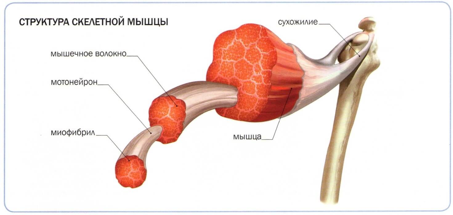 Чи можна набрати м'язову масу і схуднути одночасно