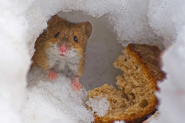 Pot hamsteri carne și pește (pui, grăsimi, cârnați)