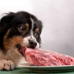 М'ясо для собак з доставкою, купити дешево, ціна, відгуки, фарш, корм, як вибрати і де замовити,