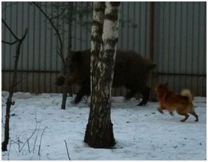 Nataska husky egy vaddisznó - túlélés a vad és extrém helyzetekben