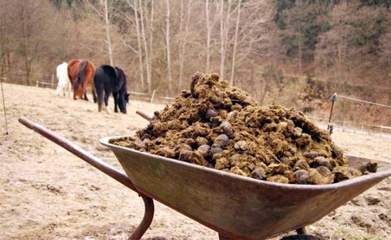 Gunoiul - îngrășământ organic, tehnologii de cultivare