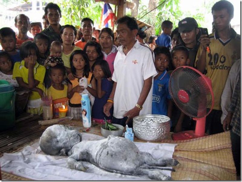 Egy kicsit a thai tehén és a tej