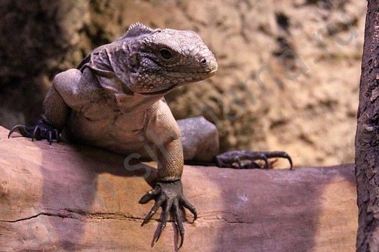 Animale neobișnuite iguana obișnuită - animale de companie