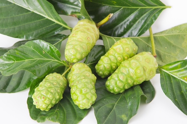 Noni (morinda citrifolia)