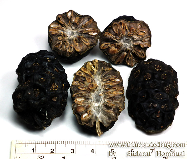 Noni (Morinda citrifolia)