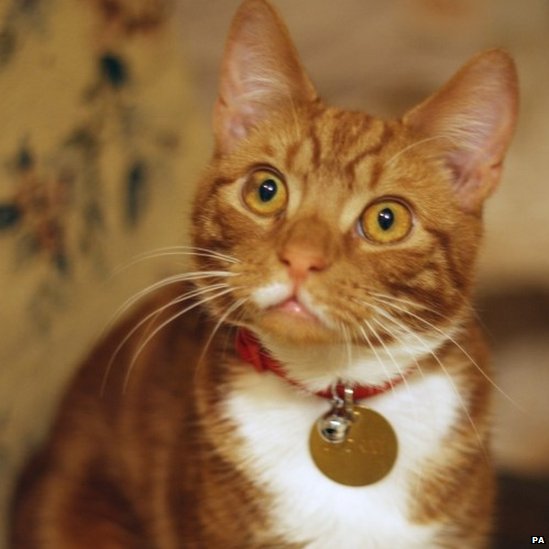 O pisică nouă pentru Churchill - cu o copilărie dificilă - portalul informativ și analitic 