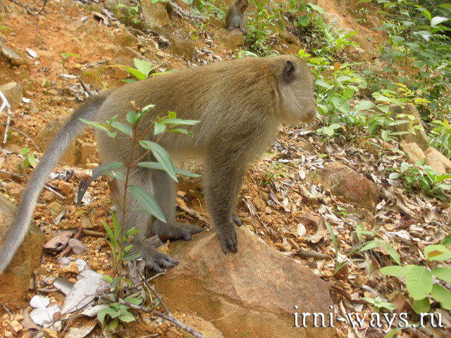 Maimuțe în Thailanda - nu este o grădină zoologică pentru tine, dacă nu ești acasă