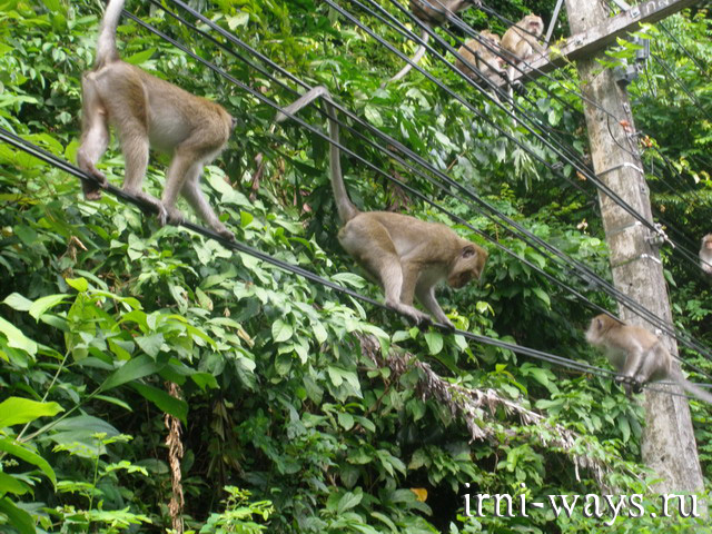 Maimuțe în Thailanda - nu este o grădină zoologică pentru tine, dacă nu ești acasă