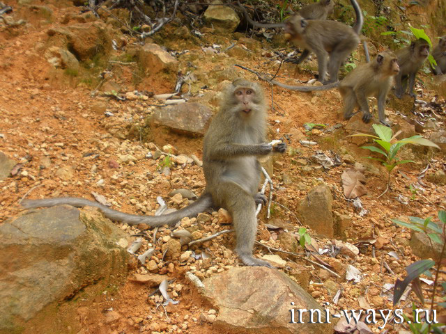 Maimuțe în Thailanda - nu este o grădină zoologică pentru tine, dacă nu ești acasă