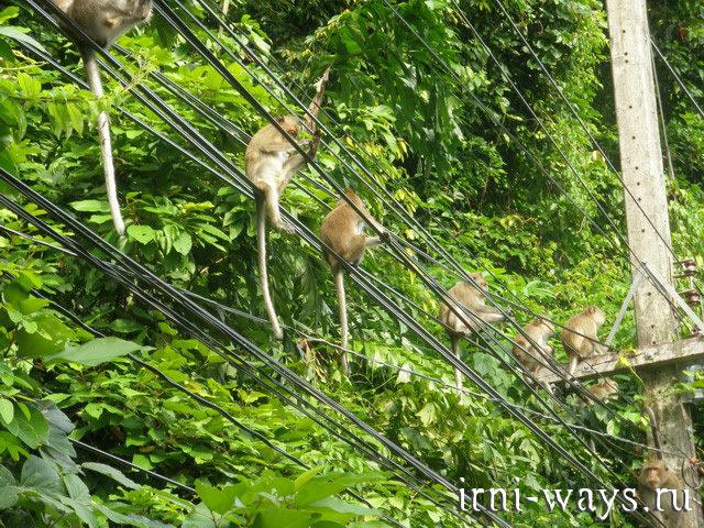 Maimuțe în Thailanda - nu este o grădină zoologică pentru tine, dacă nu ești acasă