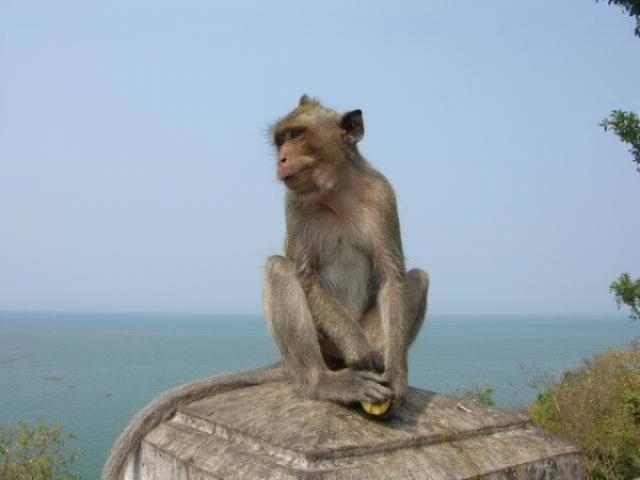 Мавпи в Тайланді