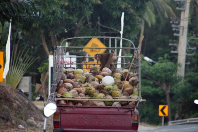 Maimuțe în Thailanda