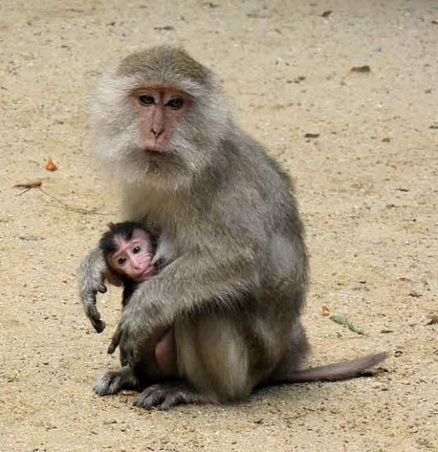 Maimuțe în Thailanda