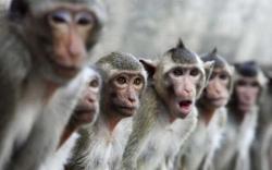 Maimuțe în Thailanda
