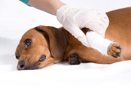 Frostbite și hipotermie la câini simptome, complicații, tratament, zoodom