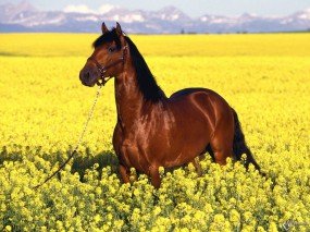 Imagini de fundal cu cai pentru desktop