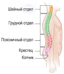 Acordați atenție acestor simptome! Aceasta depinde de cele 3 departamente ale coloanei vertebrale!