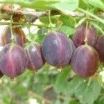 Tunderea culturilor de bergamot - boabe