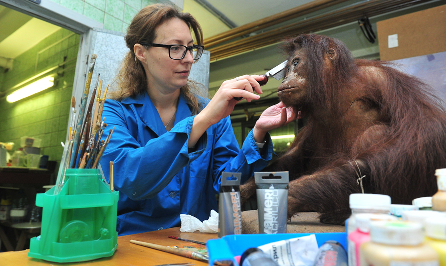 Unul de 10 000 de muzee din Darwin prezintă animale neobișnuite