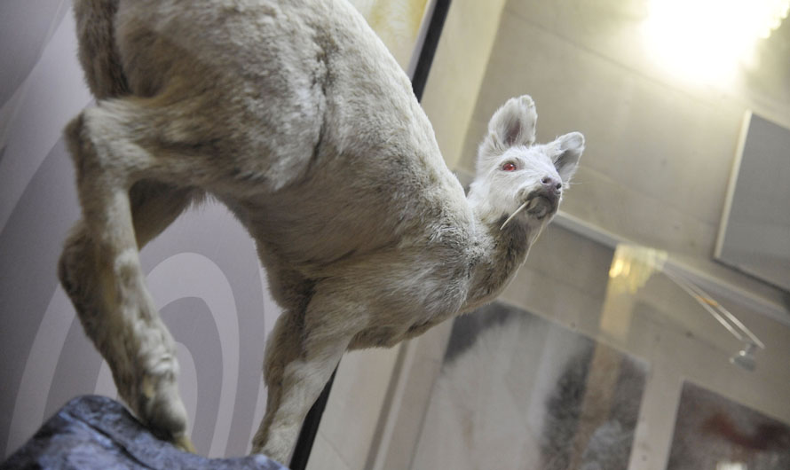 Unul de 10 000 de muzee din Darwin prezintă animale neobișnuite