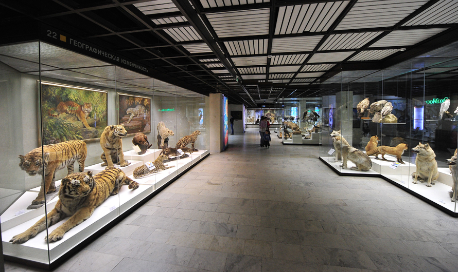Один на 10 тисяч дарвінівський музей показує незвичайних звірів
