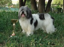 Odis - Odessa câine ideal este înregistrată în Ucraina, ca rasa națională de câini