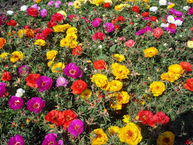 Flori anuale - centrul de grădină solară, екатеринбург