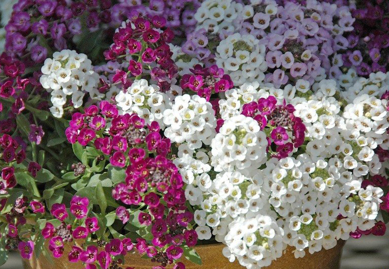 Flori anuale - centrul de grădină solară, екатеринбург